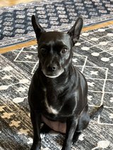 Rehoming Dog - Free in Wiesbaden, GE