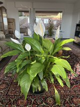 Five (5) Beautiful Large Plants in Stuttgart, GE