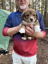 Corgi Puppy in Leesville, Louisiana