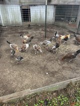 Game Chickens in Leesville, Louisiana