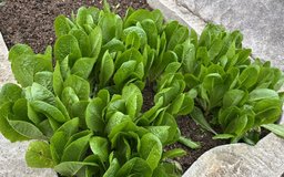 Organically Grown Veggies Free in Okinawa, Japan