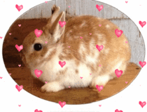 Netherland Dwarf Bunnies in Leesville, Louisiana