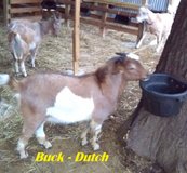 Registered Breeding Kiko Goats (paired) in Leesville, Louisiana