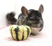 Adult Standard Grey Female Chinchilla for Adoption -- "Peg Leg Polly" in Indianapolis, Indiana