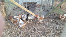 Roosters in Fort Leonard Wood, Missouri