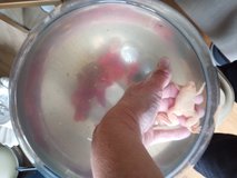 Water Frogs in Aurora, Illinois