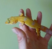 TIger Gecko in Aurora, Illinois