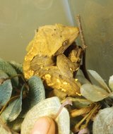 Crested Gecko in Aurora, Illinois