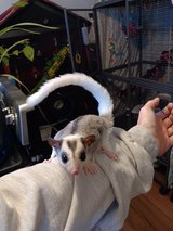 Sugar Gliders in Fort Campbell, Kentucky