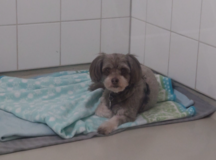 ***Missing your dog?*** in Stuttgart, GE