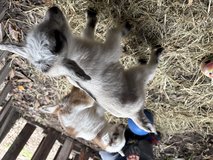 Male goat kids in Leesville, Louisiana
