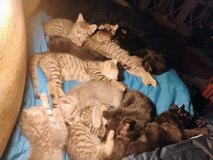 12 kittens 8wks inside trained in Leesville, Louisiana