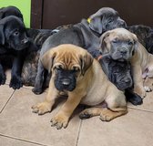 Nashbea Canecorso for rehoming in Jacksonville, Alabama