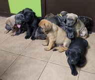 Nashbea Canecorso puppies ready for their new home in Jacksonville, Alabama