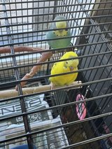 looking to take in any unwanted pet birds parakeets - macaws have experience with them all ! in Leesville, Louisiana