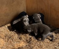 Black Lab in Leesville, Louisiana