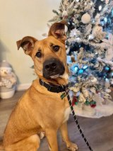 Loving Dog Adoptable at Shelter in Vacaville, California