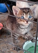 Half breed Siamese kitten in Fort Bliss, Texas
