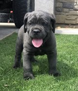 Cane Corso Puppies for sale in 29 Palms, California