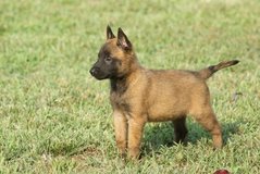 Belgian Malinois Puppies for sale in 29 Palms, California