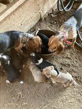 Blue tick Beagle adult females in Fort Leonard Wood, Missouri