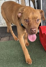Boxer puppy in Greenville, North Carolina