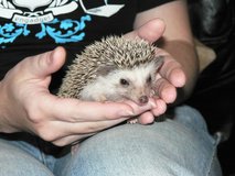 hedgehog pet in DeRidder, Louisiana