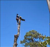 trees in Houston, Texas