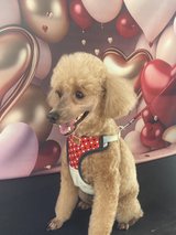 OKINAWA JEWEL DOG GROOMING SERVICES in Okinawa, Japan