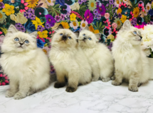 Pure Ragdoll Kittens – 12 Weeks Old–Ready in to leave now in Clarksville, Tennessee