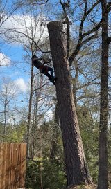 Trees in Houston, Texas