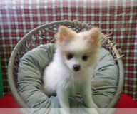Pomeranian Litter Of Two in Chicago, Illinois