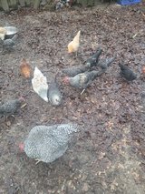chickens in Leesville, Louisiana