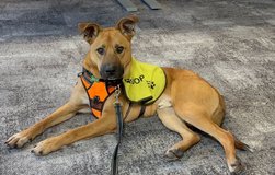 Jack Is Ready For A Home in Vacaville, California