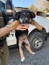 German Shepherd Pups in Vacaville, California