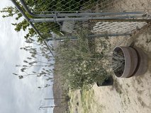 Olive Tree In Container in 29 Palms, California