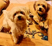 Personal Assistant in Ramstein, Germany