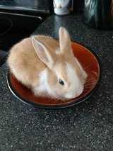 Bunnies in Fort Benning, Georgia
