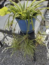 Spider plant in Okinawa, Japan