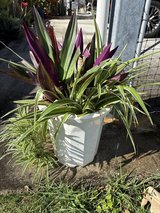 Outdoor plant in Okinawa, Japan