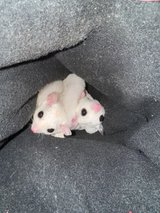 Sugar Glider in Chicago, Illinois