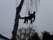 Professional Tree Felling / Topping / Trimming & Landscaping Services in Ramstein, Germany