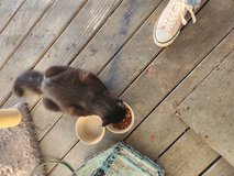 Free cat name booboo in Leesville, Louisiana