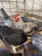Black Sex Link Roosters in Leesville, Louisiana