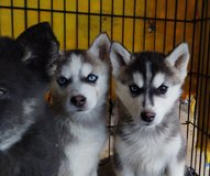 Husky/Alaskan malamute pups in Camp Pendleton, California
