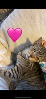 Female Cat in St. Louis, Missouri