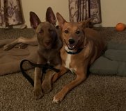 Two spayed adult females, owner ill in Alamogordo, New Mexico