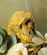 Crested Gecko in Naperville, Illinois