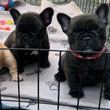 Healthy French Bulldog puppies in Ramstein, Germany