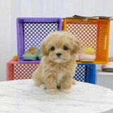 Cute Maltipoo puppies in Ramstein, Germany